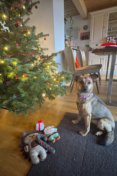 Hündin Mery sitzt vor dem Weihnachtsbaum und ihren Geschenken