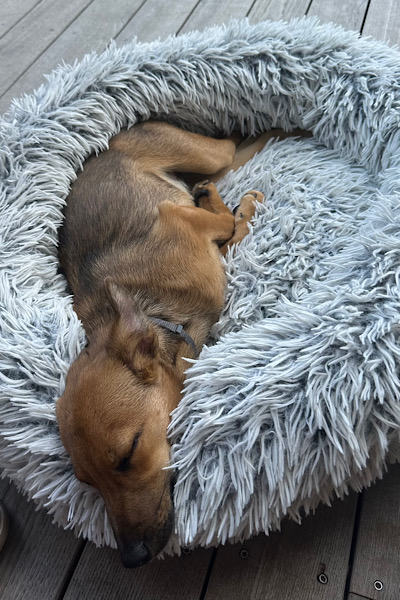 Junger Hund/Welpe liegt schlafend im Hundekörbchen