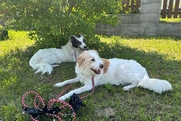 Hündin Sunny und Hund Hermes liegen im Schatten auf der Wiese