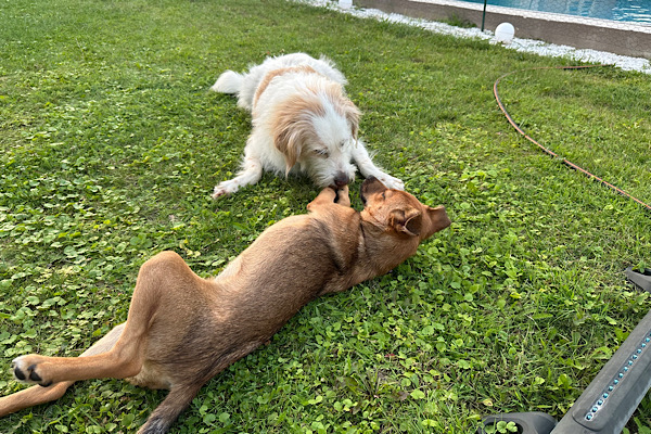 Hündin Mery un dHund Hermes liegen miteinander spielend auf der Wiese