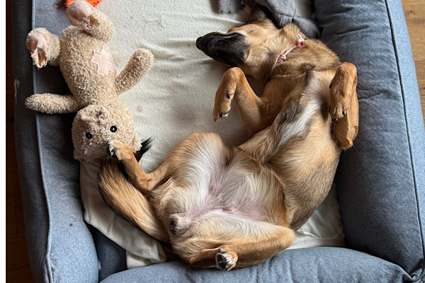 Hündin Mery liegt am Rücken in ihrem Hundebett. 