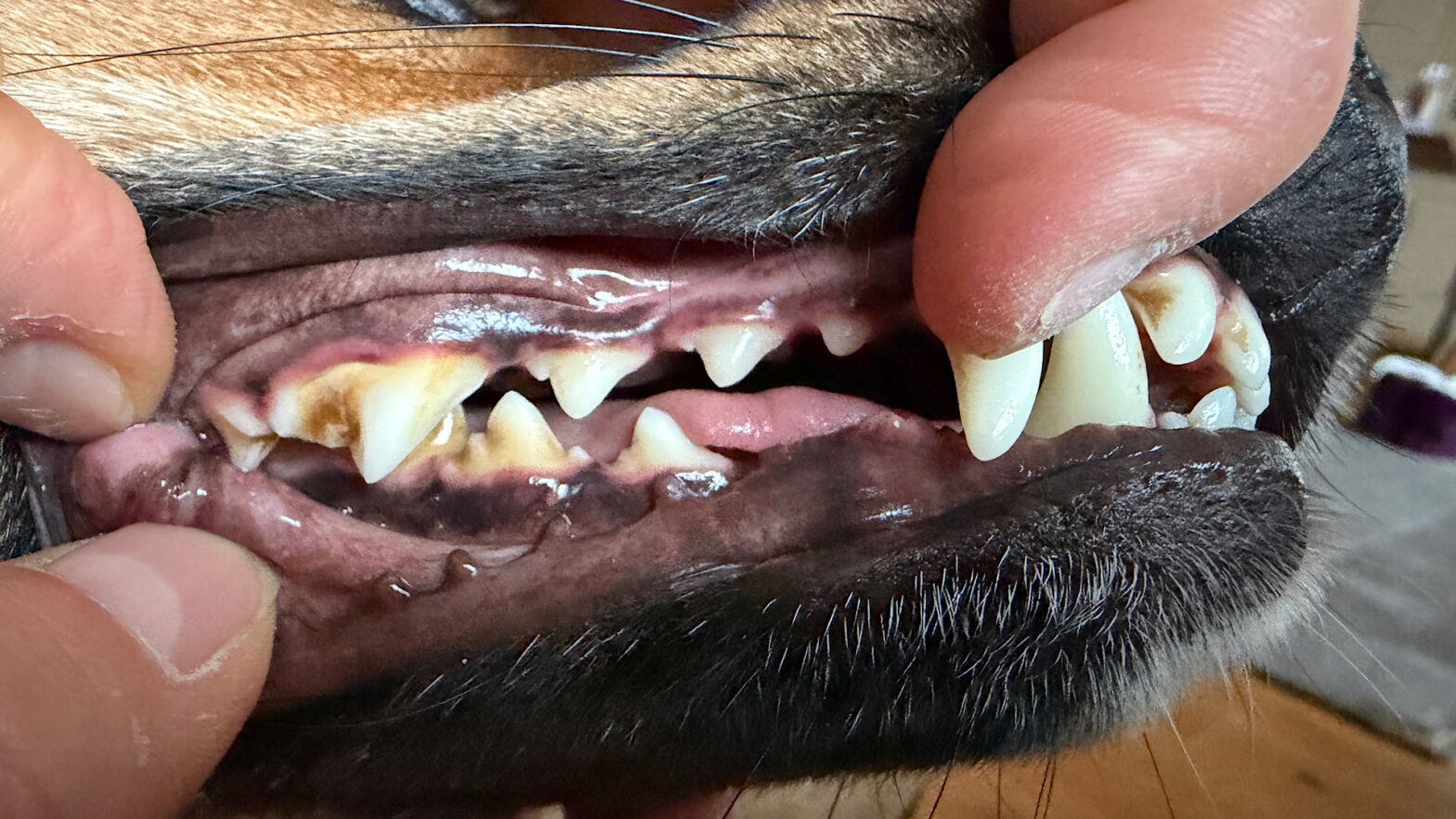 Zähne eines Hundes